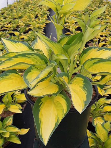 Hosta thunderbolt deluxe 3lt - -,