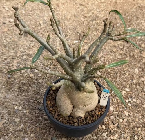Adenium tanzania wysiwyg - adenium, sp.tanzania