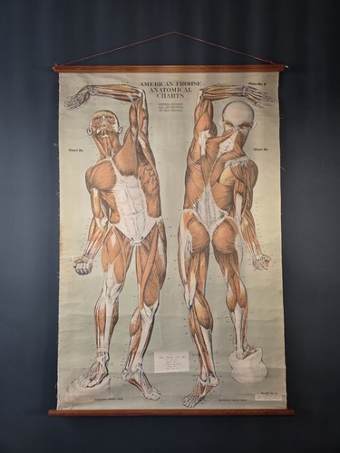 Vintage anatomical chart max - vintage,