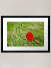 Red poppy Framed Art Print