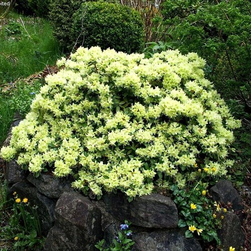 Dwarf rhododendron shamrock - rhododendron, 'shamrock'