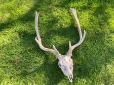 LARGE DEER STAG ANTLERS/SKULL