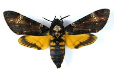 Sphingidae. Acherontia