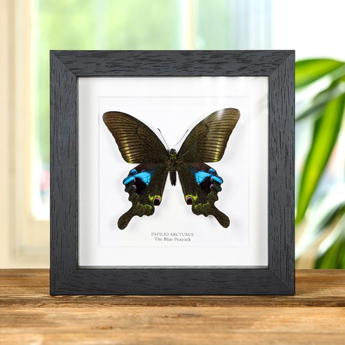 The blue peacock - the,