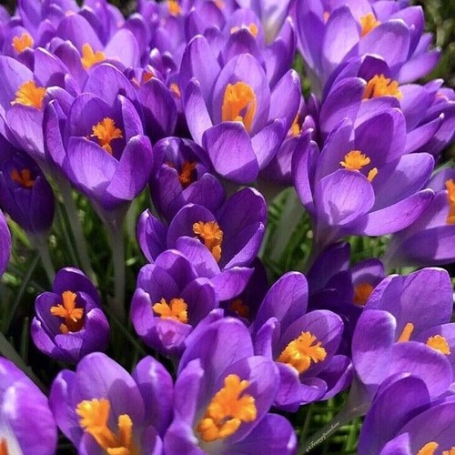 Crocus remembrance purple - ,