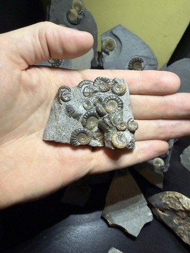 Multi block ammonite - multi,
