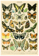 VINTAGE BUTTERFLY CHART A4