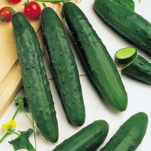 Cucumber plug plants - x6,