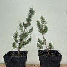 Stone Pine/Umbrella Pine/