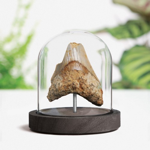 Inch megalodon shark tooth - 2-3,