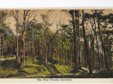 postcard - somerset - clevedon - view of the pine woods
