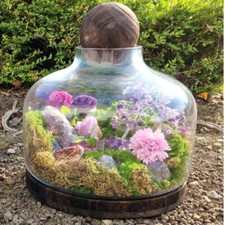 Glass terrarium dark - glass,