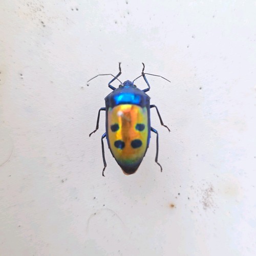 Calliphara caesar specimen - caesar,
