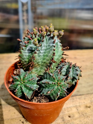 Euphorbia horrida alba - alba, |