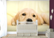 Baby bedroom wallpaper MURAL 254x183 cm Golden retriever puppy cute dog yellow 