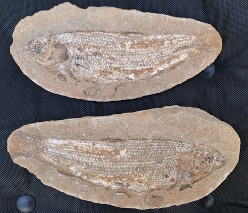 Tharrhias araripis fish - tharrhias,