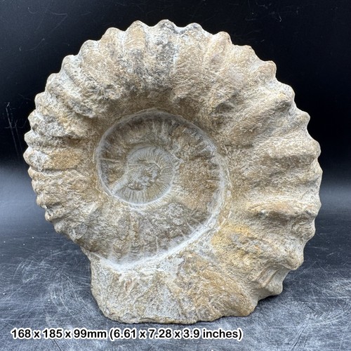 Fossilised giant ammonite - giant,