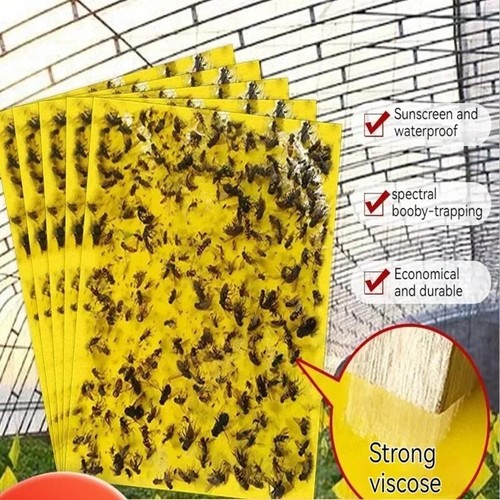 20x sticky fly - sticky, bug