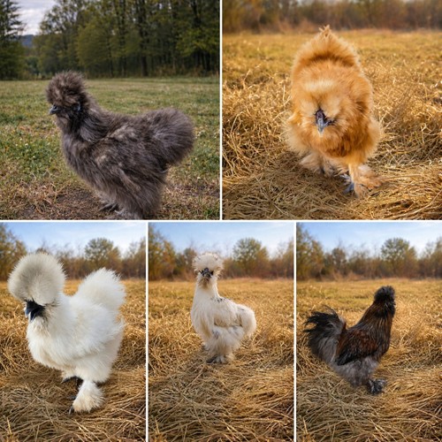 Silkie fertile hatching eggs - fertile,