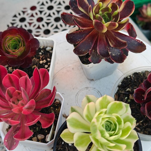 Plants variegated aeonium - 5,