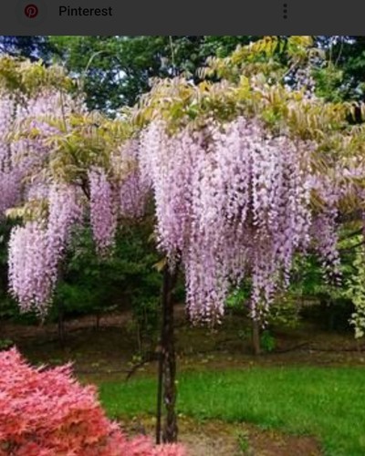 Large climbing fragrant plant - large,