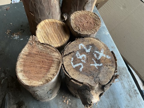 Yew rounds - rounds,round,