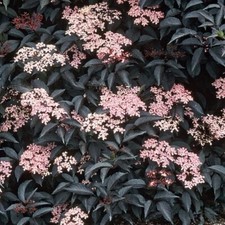 Sambucus Nigra Black Beauty
