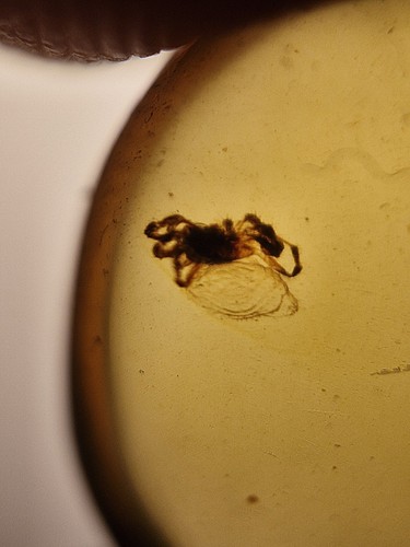 Spider and wasp 100 million - wasp, in