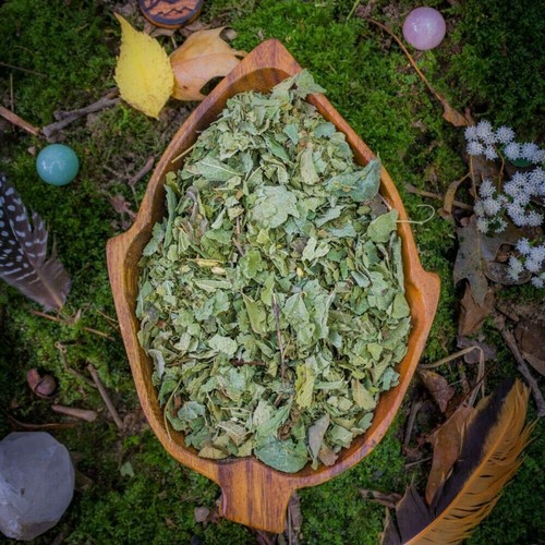 Calea zacatechichi dream - dream, herb