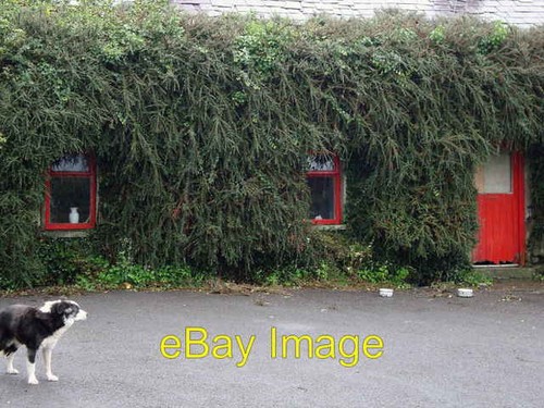 Photo 6x4 dog and hairy - dog,