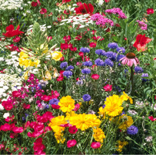 TriMix Bee & Butterfly Native UK Annual Cornflower Wild Flower Seed Mix 15g-200g