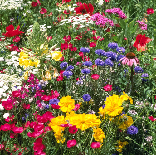 Trimix bee butterfly native - trimix,