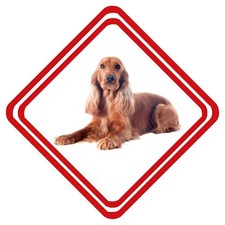 Welsh Springer Spaniel Dog Pet