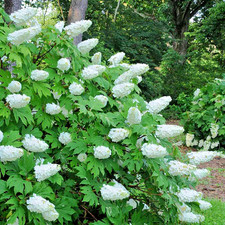 Hydrangea Quercifolia Snow Queen Oak - XXL 3Lt Pot Flowering Deciduous Shrubs