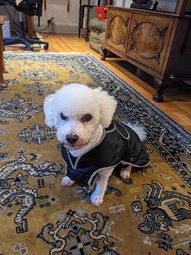 Muddy paws all weather navy - paws,