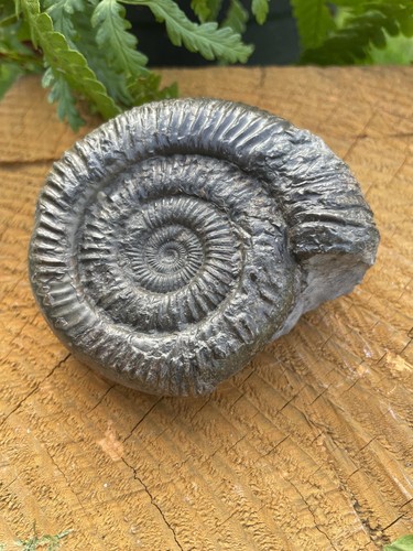 Dactylioceras ammonite fossil - dactylioceras,