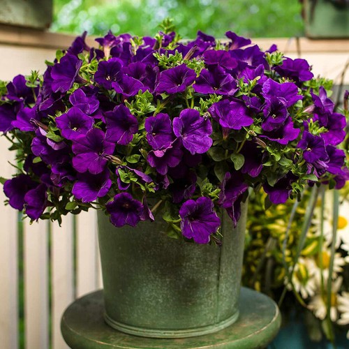 Violet sky petunia - violet,