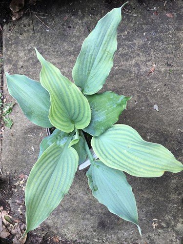 Hosta diamond lake medium - lake'.,
