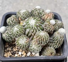 Rare Pelecyphora asseliformis