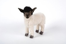 Hansa 7822 Suffolk Sheep White