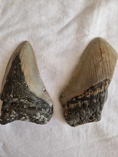 2 Partial Megalodon Shark