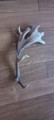 Fallow deer stag - deer, right