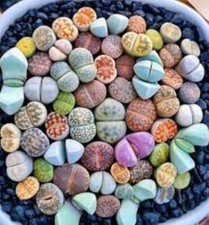 Lithops seeds, Living Stone 20 Seeds, Succulents, Assortment, Mixed Varieties UK