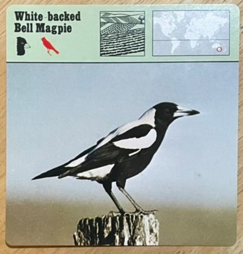 White backed bell magpie - white-backed,