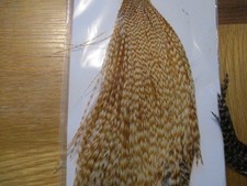 ewing barred light barred