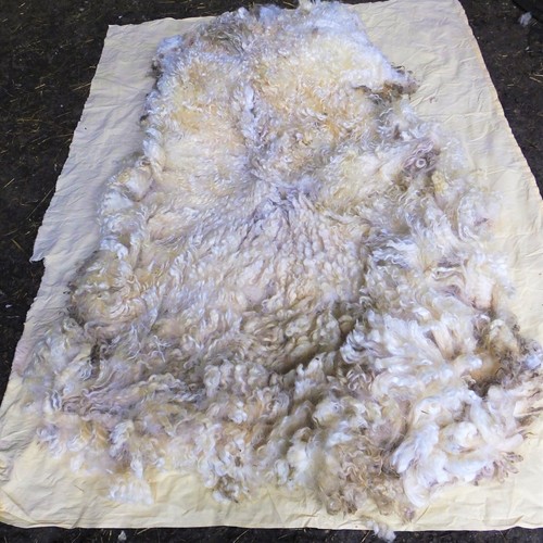 Raw wool fleece white faced - raw,