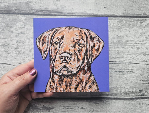 Chesapeake bay retriever - chesapeake,