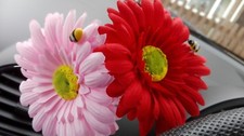 Double Gerbera Daisy Car Dash