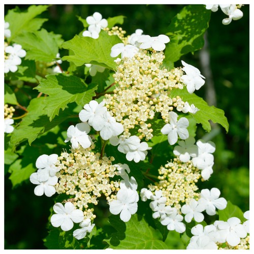 Guelder rose plants - 3,