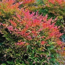 Nandina domestica Gulf Stream - Heavenly Bamboo - Plant in 2 L pot